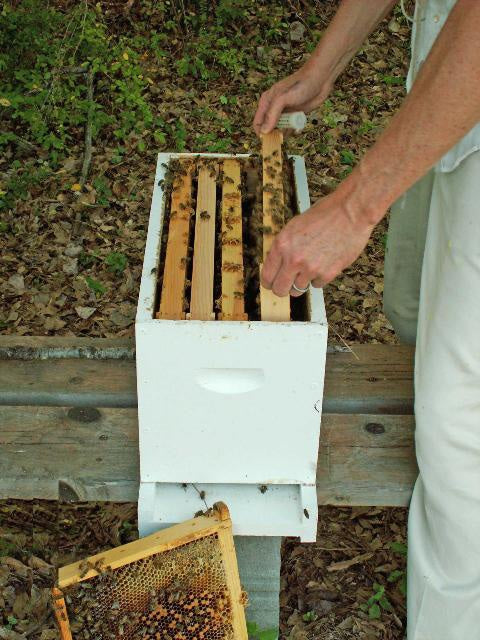 Z - Bees - NUC 5 frame Copy image 0